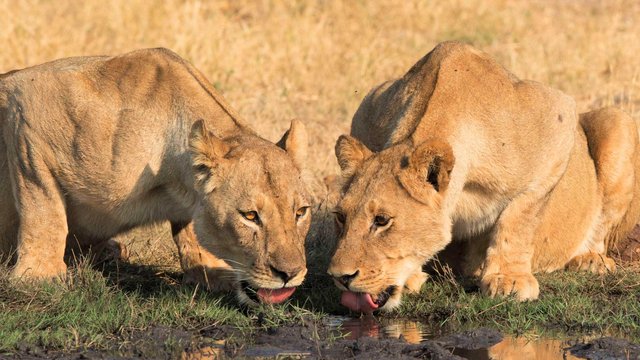Zwei Löwen trinken am Wasserloch im Hwange Nationalpark
