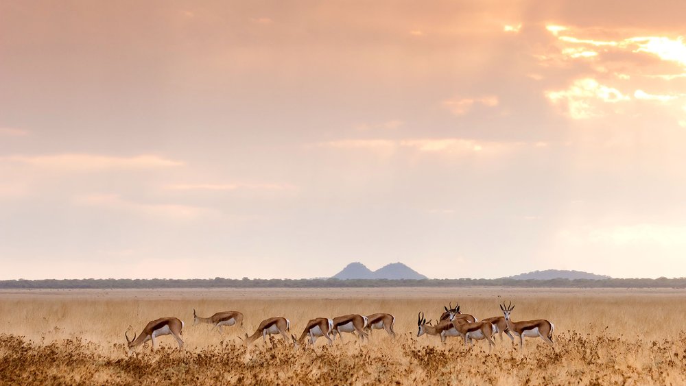 Oryx-Antilopen in der Savanne des Etosha Nationalparks