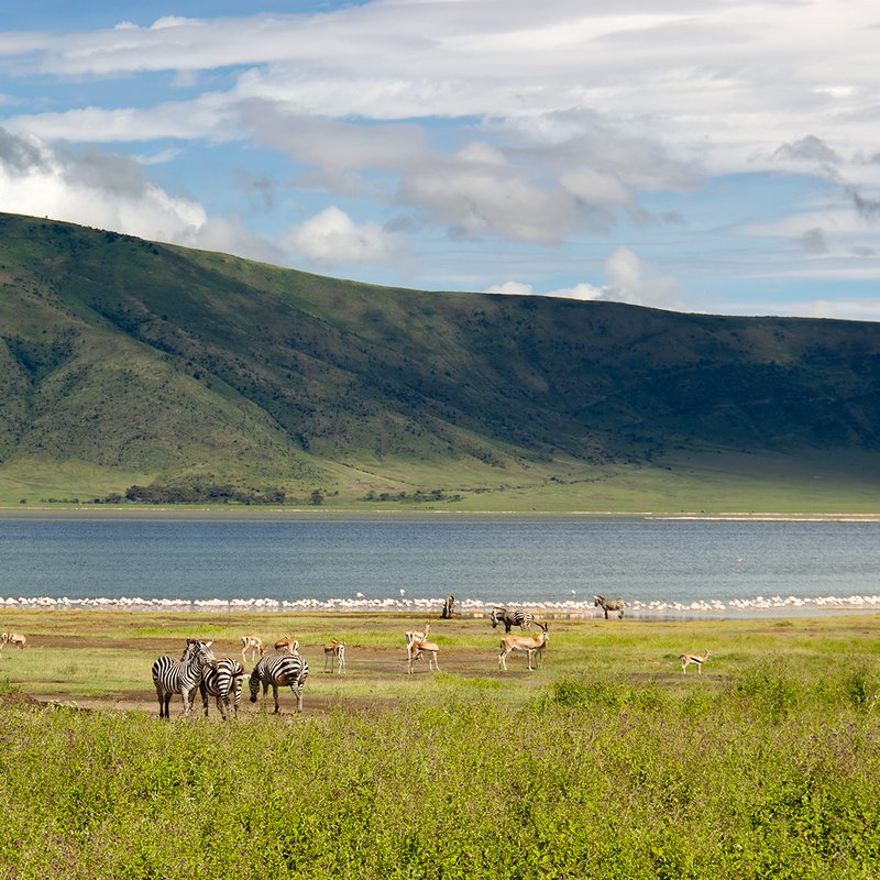 Zebras im Ngorongoro Krater