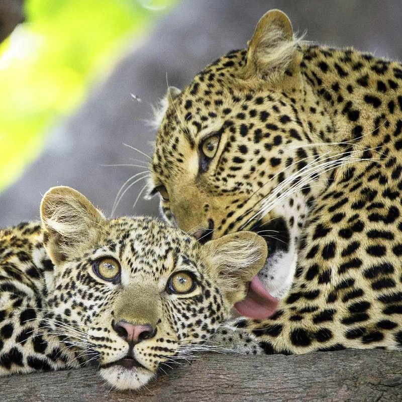 Leoparden in Malawi