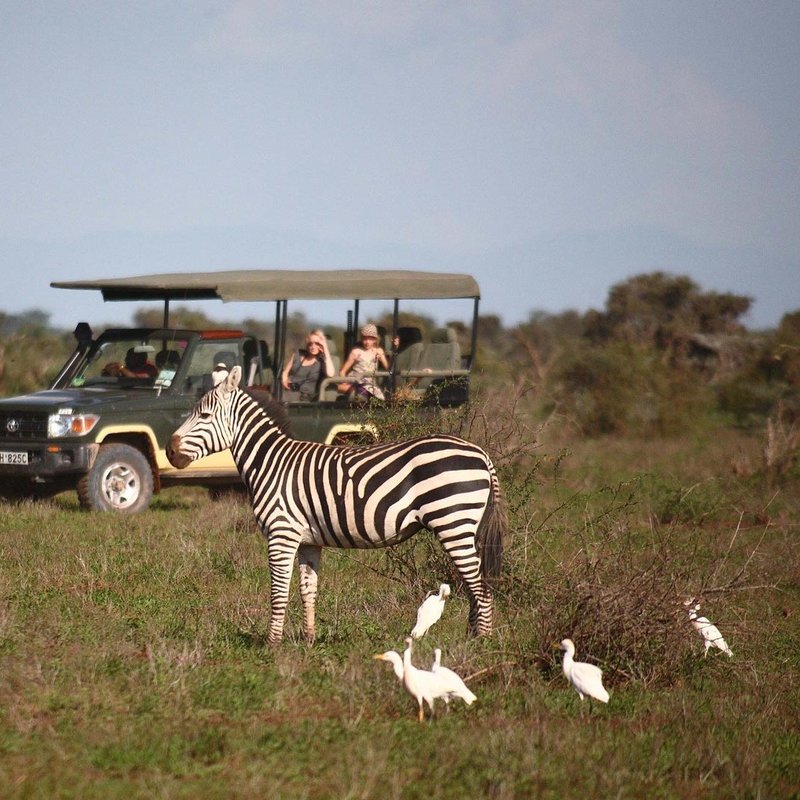 Menschen beobachten Zebras und Vögel während einer Safari im Amboseli Nationalpark