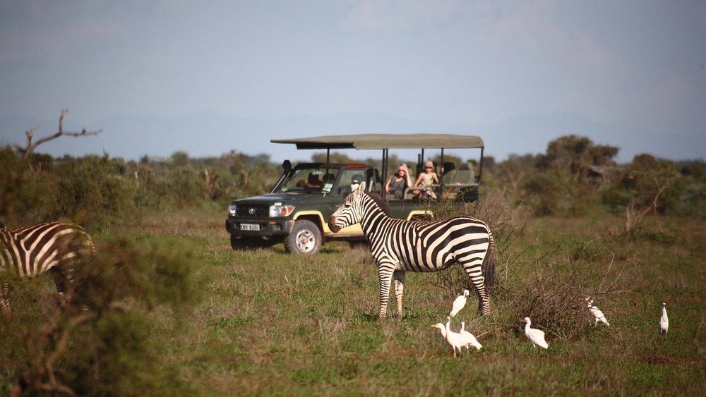 Menschen beobachten Zebras und Vögel während einer Safari im Amboseli Nationalpark