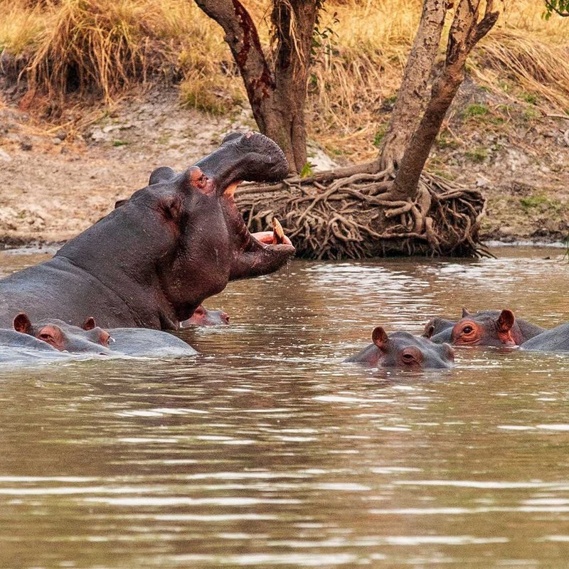 Hippos im Kafue
