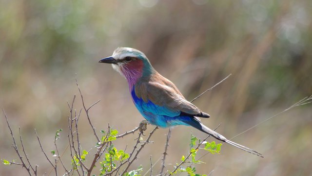 Gabelracke im Nyika Nationalpark