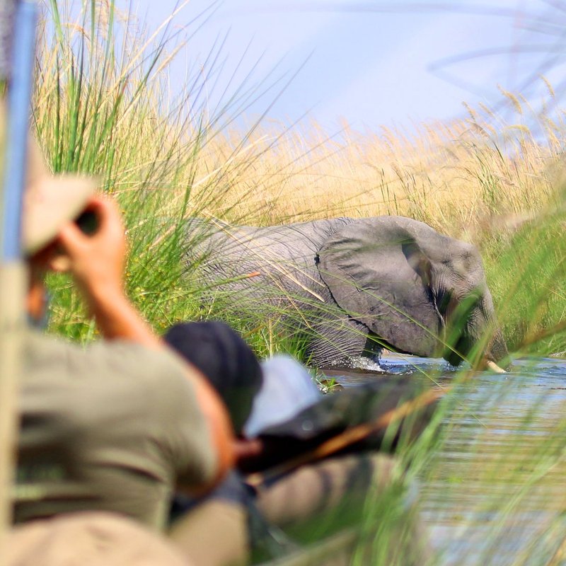 Elefant bei Mokorofahrt im Okavango Delta