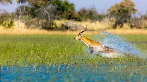 MIRACLE RIVERS - Botswana-Safari