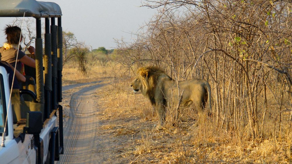 Safaris in der Zambezi Region