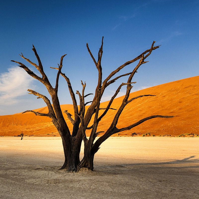 Kameldornbaum im Deadvlei in Sossusvlei