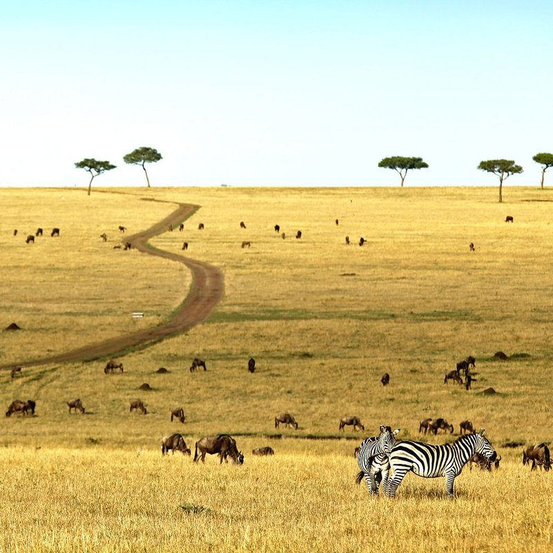 Wildbeobachtungen in der Serengeti