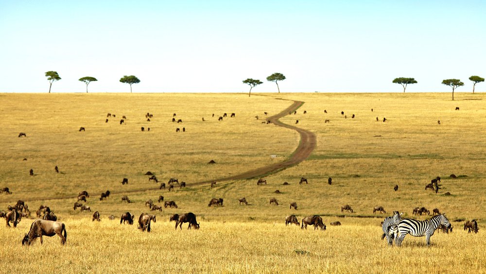 Gnus und Zebras in der Savanne Serengetis