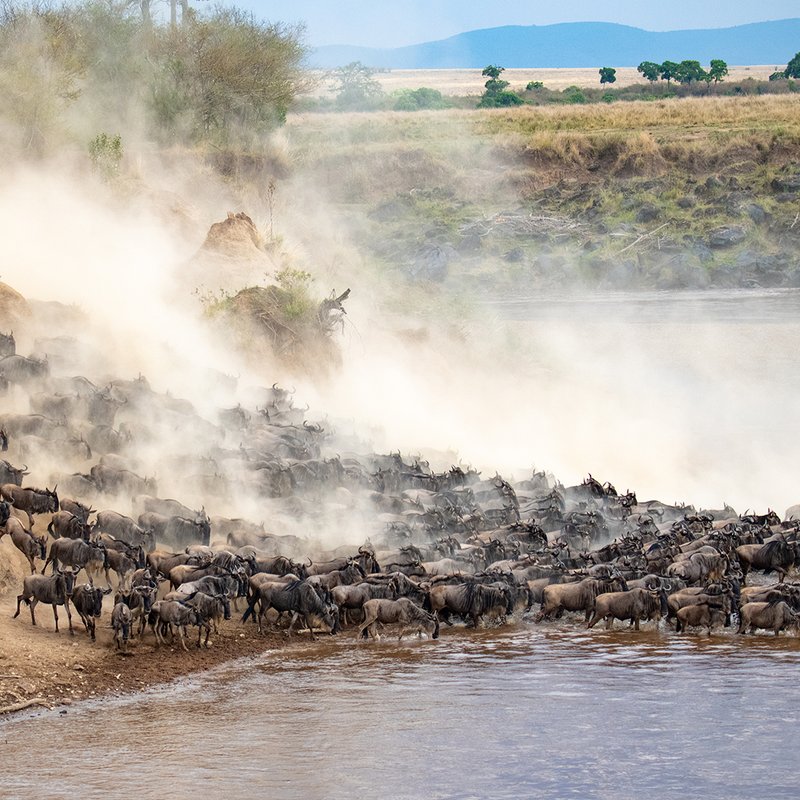 Herde von Gnus überquert den Mara River