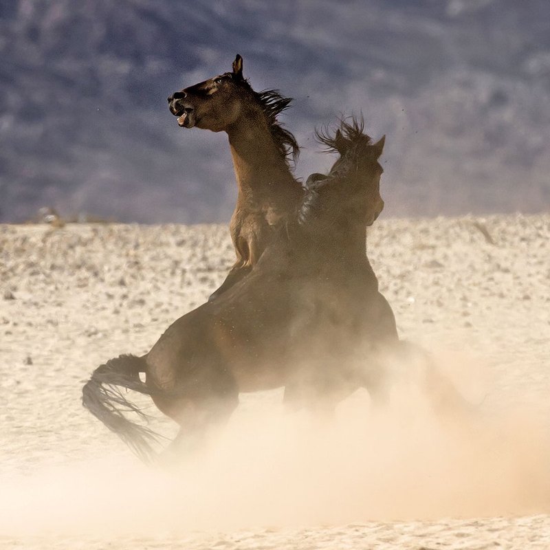 Zwei kämpfende Wüstenpferde von Aus