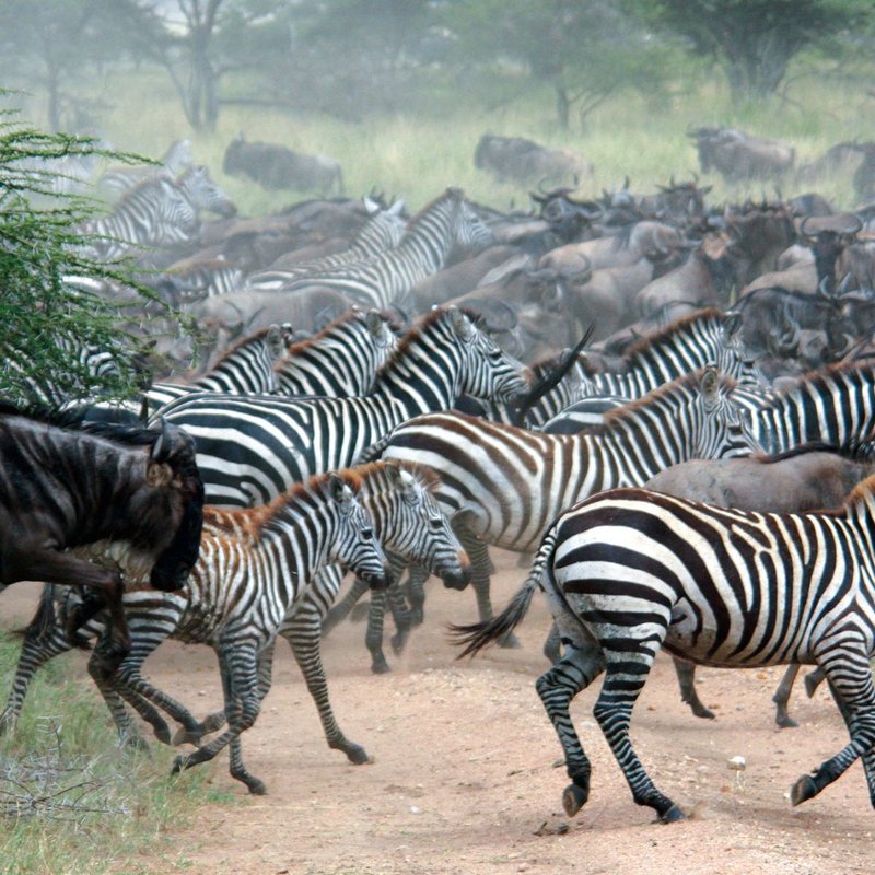 Zebras und Gnus im Mikumi Nationalpark