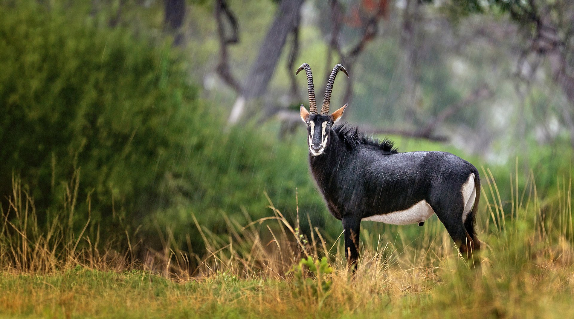 schwarze Rappenantilope - Sable
