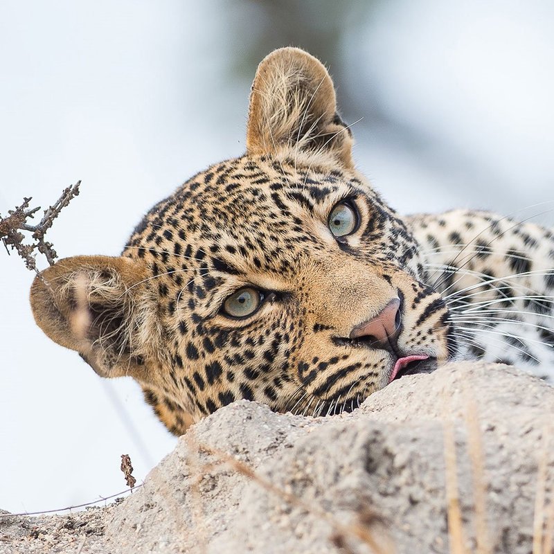 Leopard im Kruger Nationalpark
