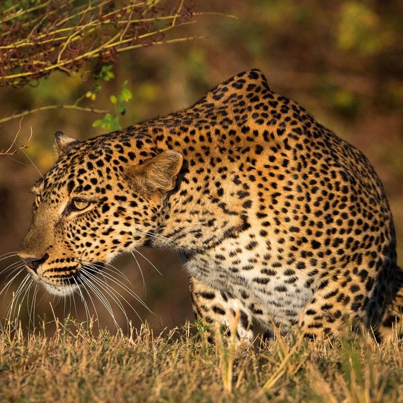 Ein Leopard während der nächtlichen Jagd im South Luangwa Nationalpark