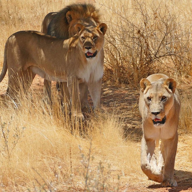 Drei Löwen im Etosha Nationalpark