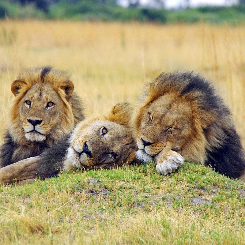 Löwen im Moremi Wildreservat