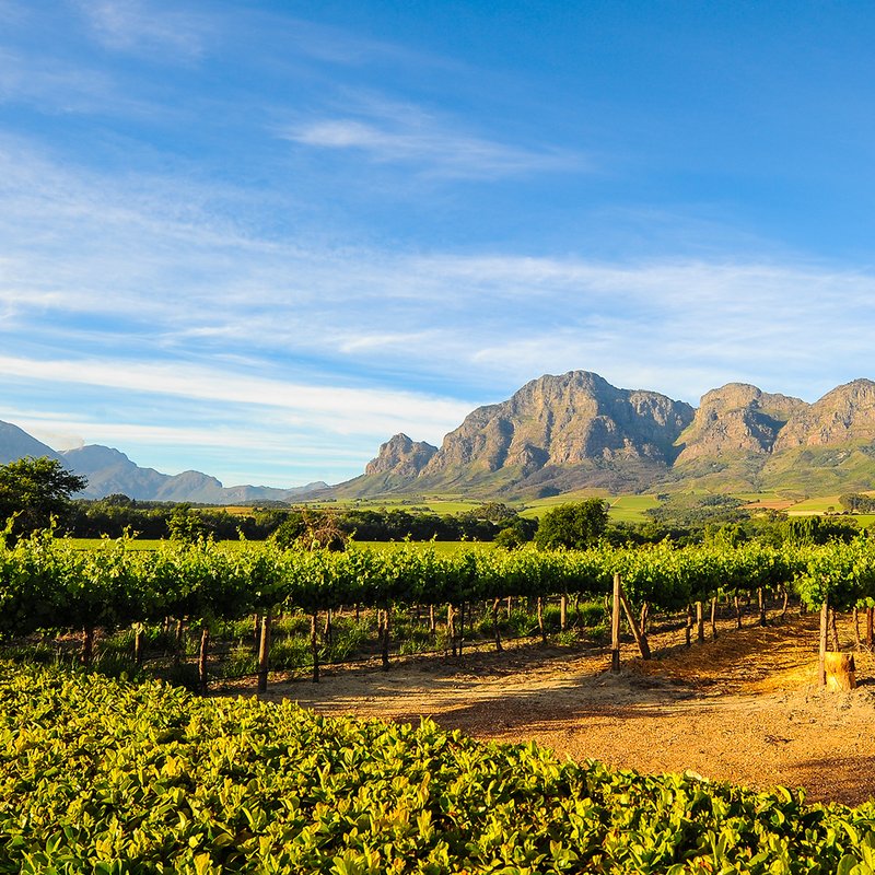 Weinanbau in der Nähe von Stellenbosch