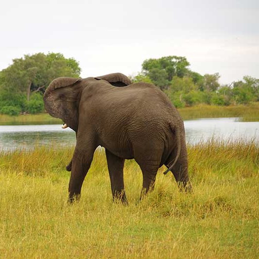 Elefant und Antilope im Okavango Delta