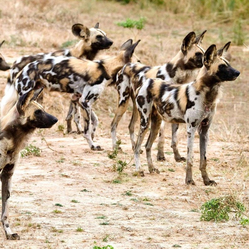 Afrikanischer Wildhund in Sambia
