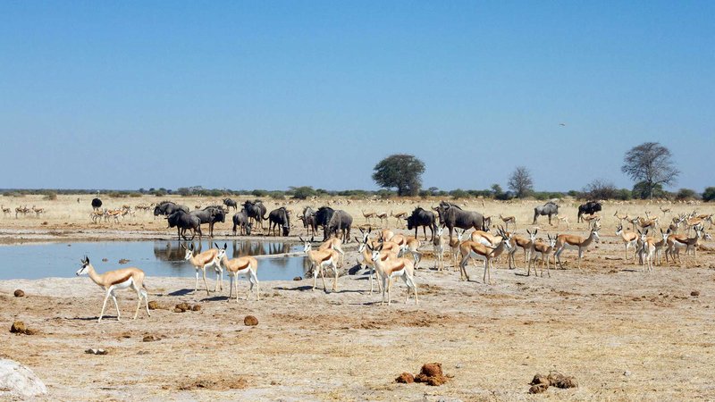 Antilopen und Gnus in Makgadikgadi Pans