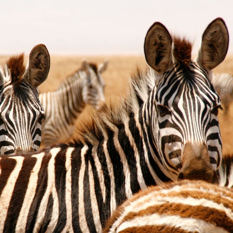 Zebras in Tansania