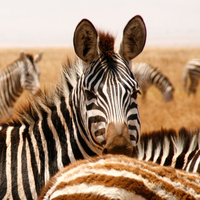 Zebras auf Fußpirsch