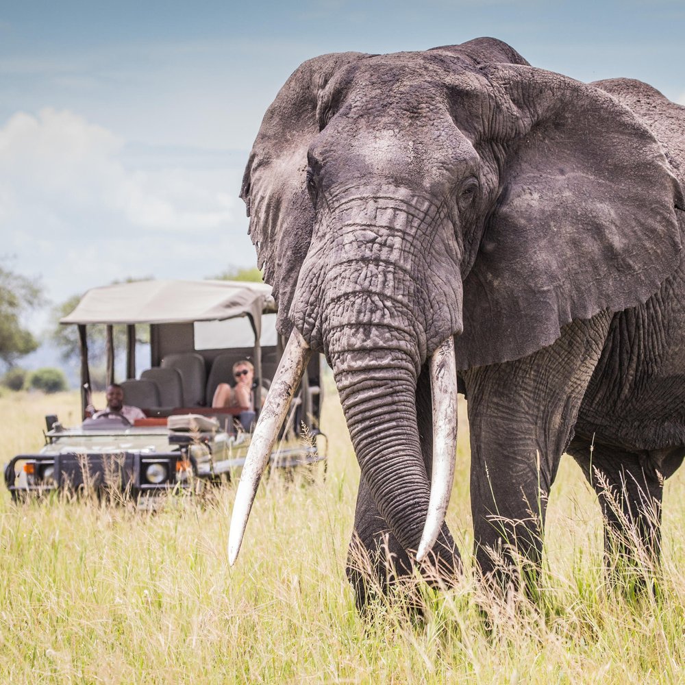 Big Tusker, im Hintergrund Pirschfahrzeug