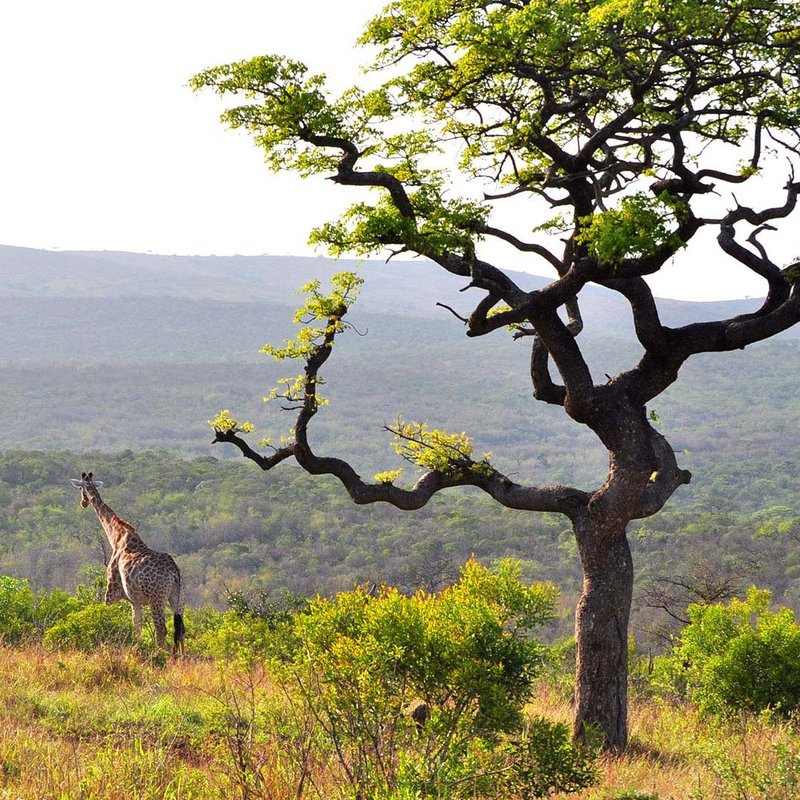 Giraffe im Hluhluwe-iMfolozi Nationalpark