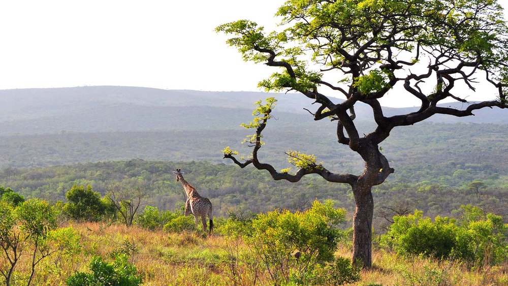 Hluhluwe Nationalpark und Mkuzi Game Reserve