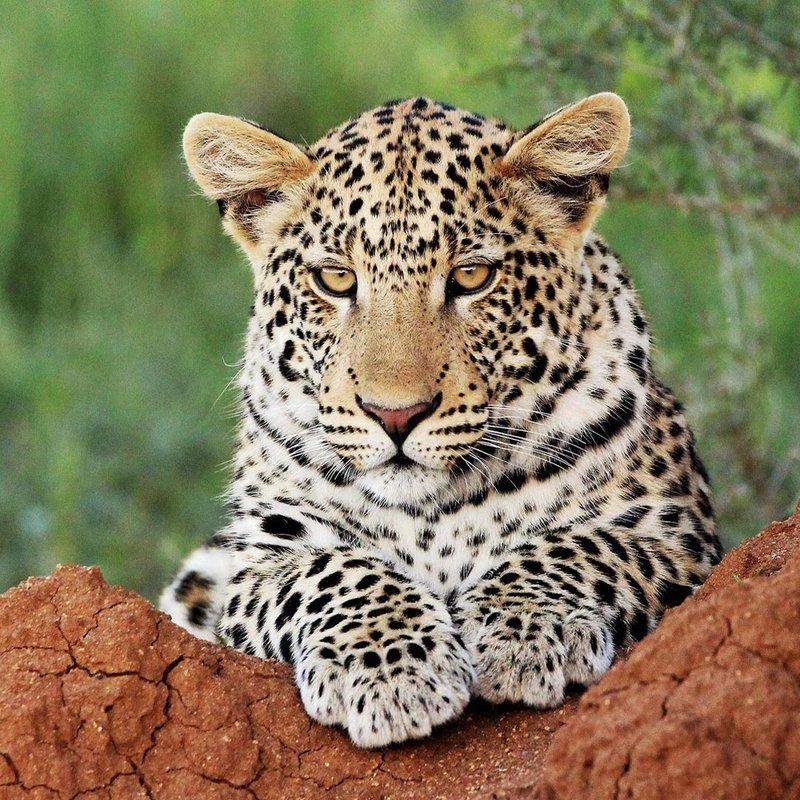Leopard in Okonjima