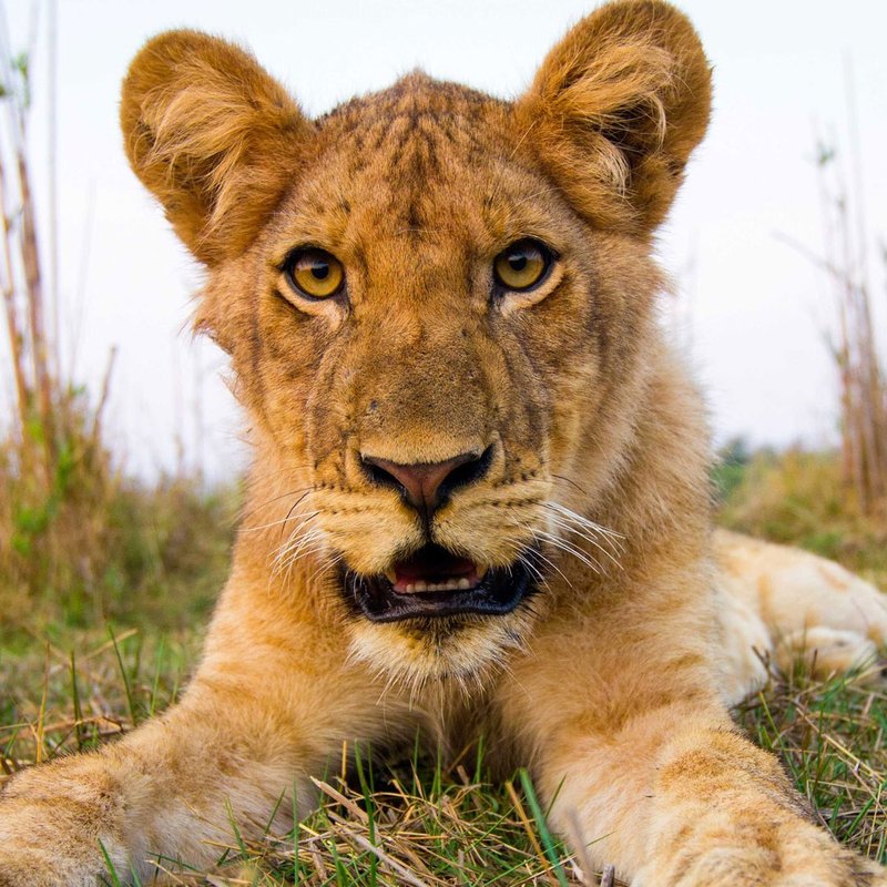 Löwenjunge im South Luangwa Nationalpark