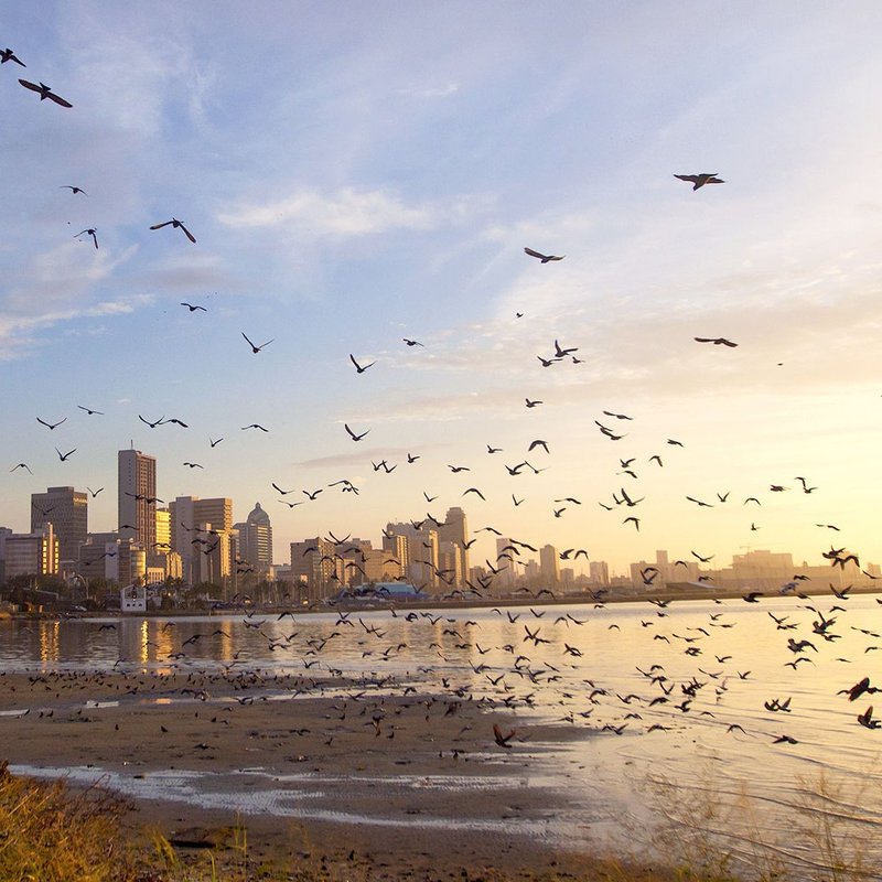 Durban -Blick am Morgen auf die Skyline mit aufsteigendem Vogelschwarm