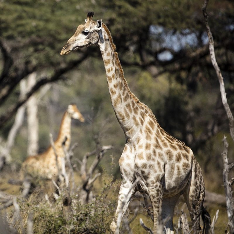Giraffen im Hwange Nationalpark