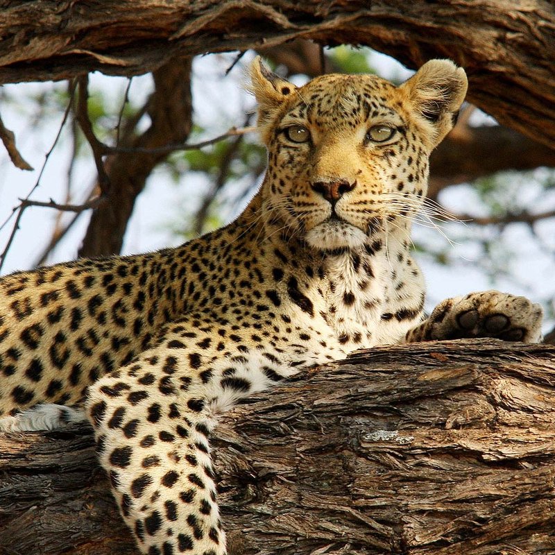 Leopard in Khwai