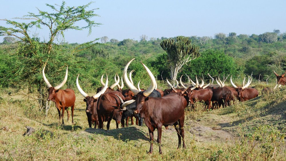 Ankole Rinder in Uganda