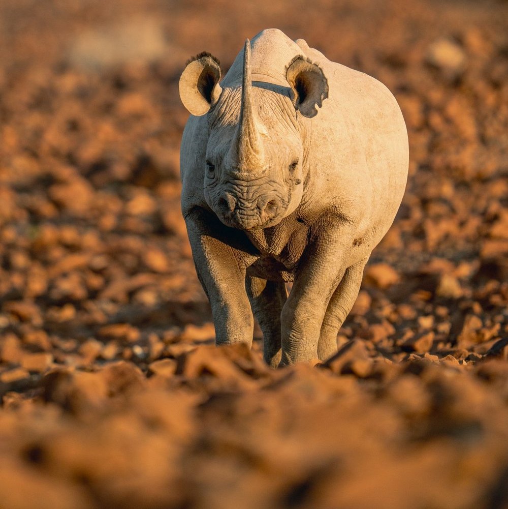 Nashorn Tracking