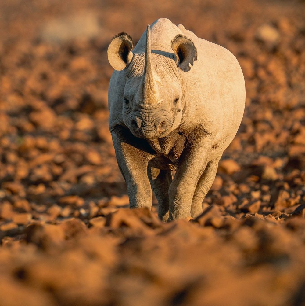 Nashorn Tracking