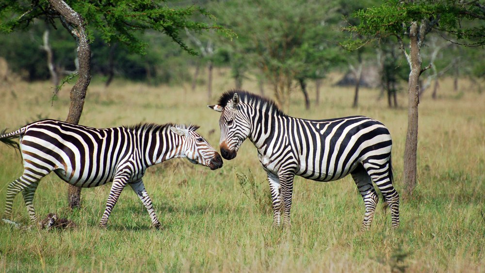 Zebras im Lake Mburo Nationalpark
