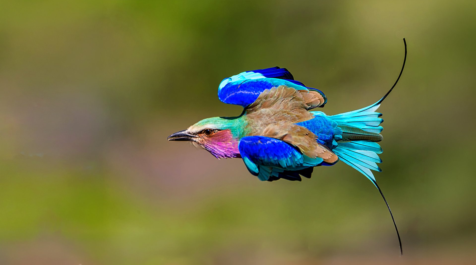 lilac breasted roller