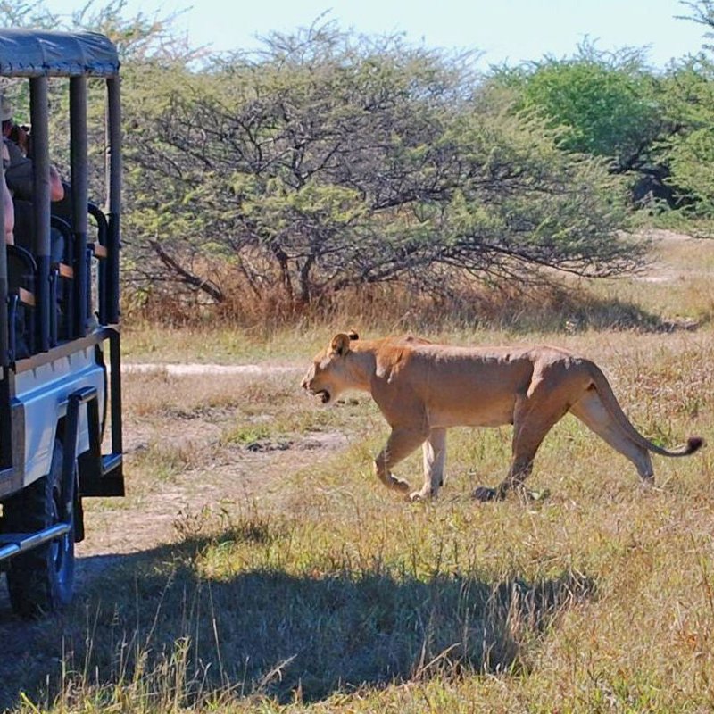 Löwin im Chobe Nationalpark