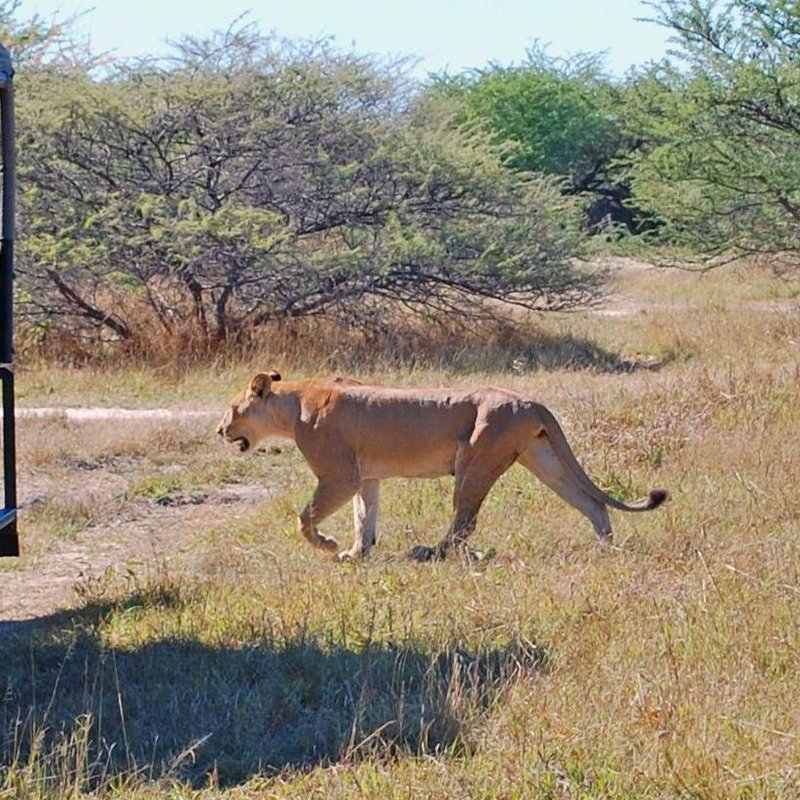 Löwe läuft neben Safarifahrzeug im Chobe Nationalpark