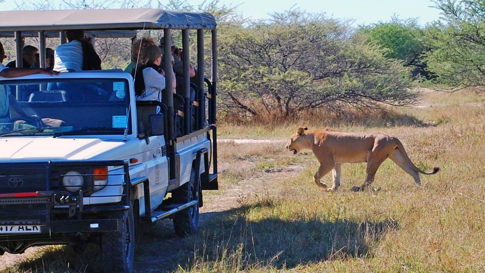 Löwe läuft neben Safarifahrzeug im Chobe Nationalpark