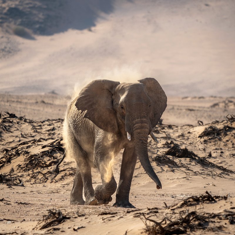 Wüstenelefant