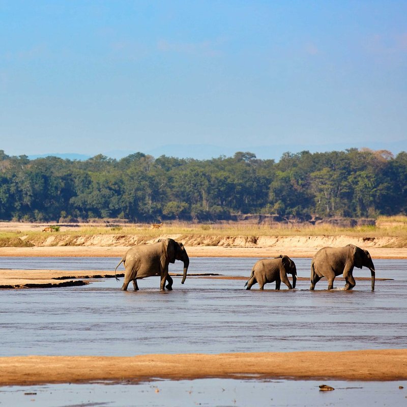 Elefanten in South Luangwa