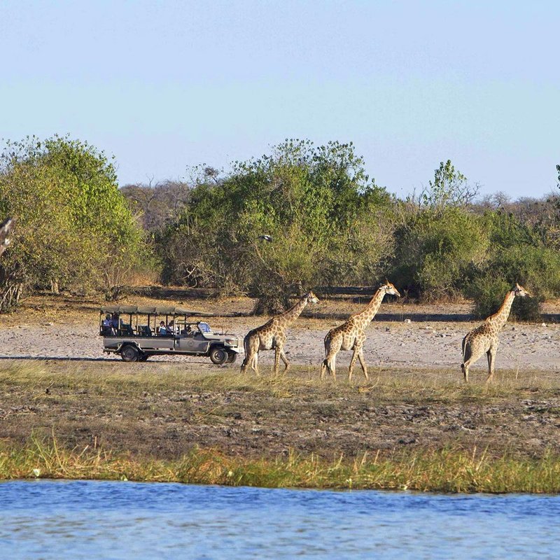 Giraffen auf Safari durch Botswana