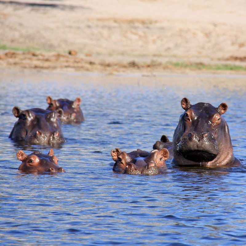 Flusspferde auf Safari in Botswana
