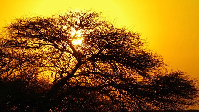 Sundowner in Botswana