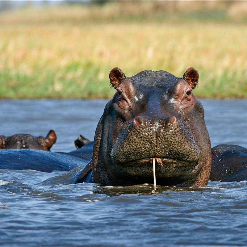 Hippo